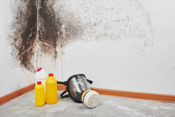 Best Toxic Mold Removal  in Wauregan, CT
