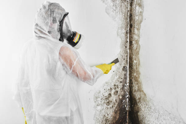 Best Commercial Mold Removal  in Wauregan, CT