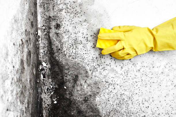  Wauregan, CT Mold Removal Pros