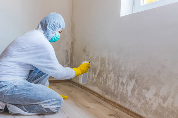 Certified Mold Removal in Wauregan, CT