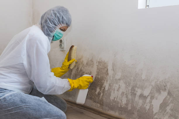 Reliable Wauregan, CT Mold Removal Solutions