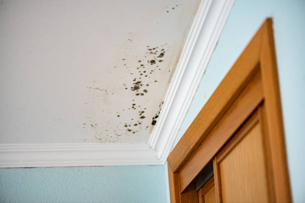 Best Mold Damage Repair  in Wauregan, CT