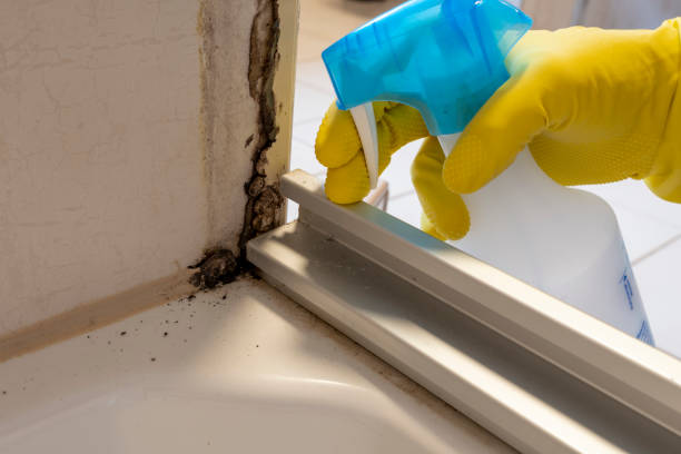 Best Local Mold Removal Service  in Wauregan, CT