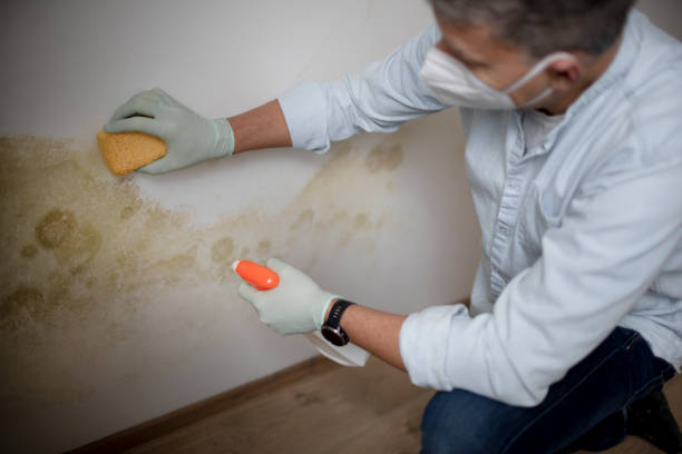 Best Mold Remediation  in Wauregan, CT