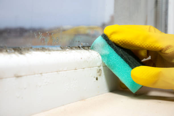Best Crawl Space Mold Removal  in Wauregan, CT