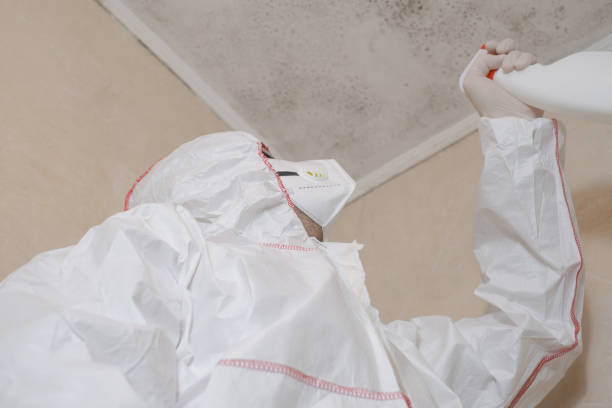 Best Home Mold Removal  in Wauregan, CT