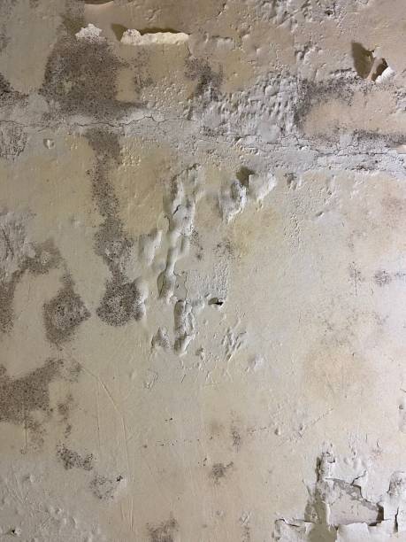 Best Mold Removal Company Near Me  in Wauregan, CT
