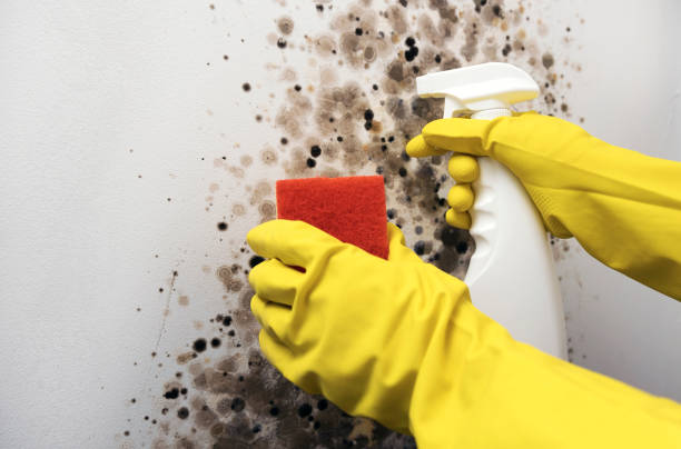 Best Mold Removal Specialists  in Wauregan, CT