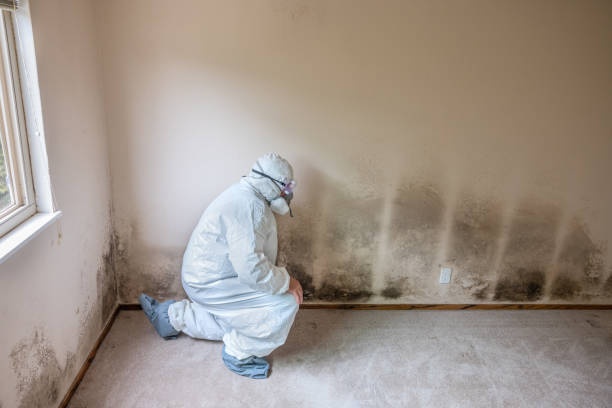 Best Professional Mold Removal  in Wauregan, CT