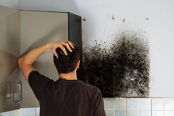 Best Professional Mold Removal  in Wauregan, CT