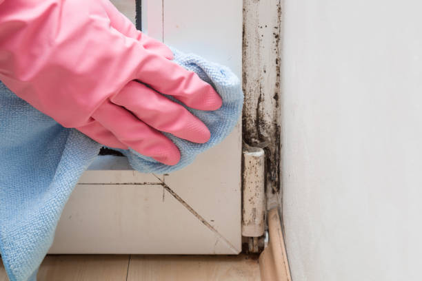 Best Mold Removal Near Me  in Wauregan, CT