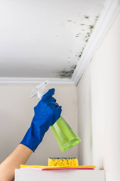 Best Mold Testing  in Wauregan, CT