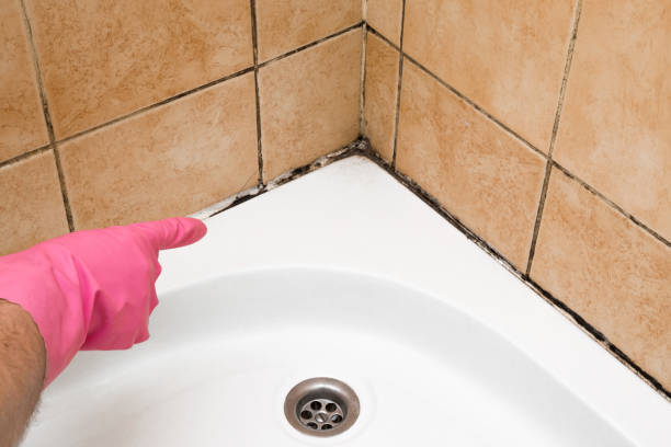 Best Mold Removal and Inspection  in Wauregan, CT