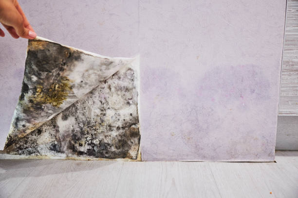 Reliable Wauregan, CT Mold Removal Solutions